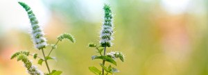 rareEARTH Naturals Aromatherapy Herbal